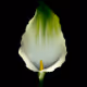 Realistic Digital flower paintings