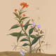 The Grass and Insect Paintings of Saimdang-Shin