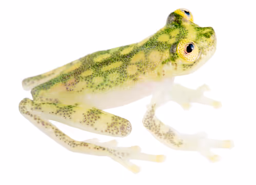 Item #1067602599030849017214148578682105712032761593065 Media