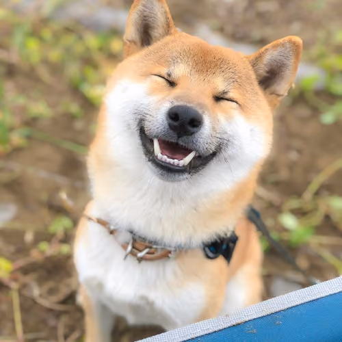 Ven Shiba #55