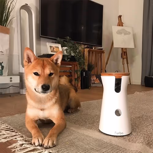 Ven Shiba #38