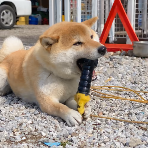Ven Shiba #70