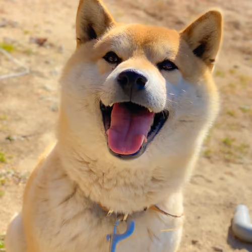 Ven Shiba #59