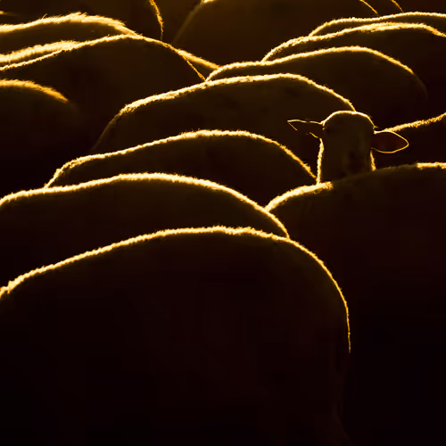 Shepherd and Sheeps