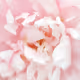 Apricot Blossom Design