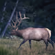 wildside V2