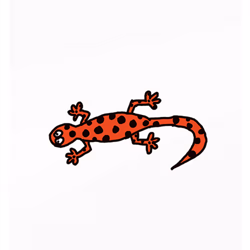 Sassy Salamander