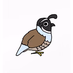 Questionable Quail