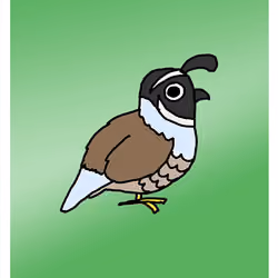 Questionable Quail