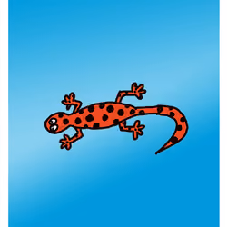 Sassy Salamander