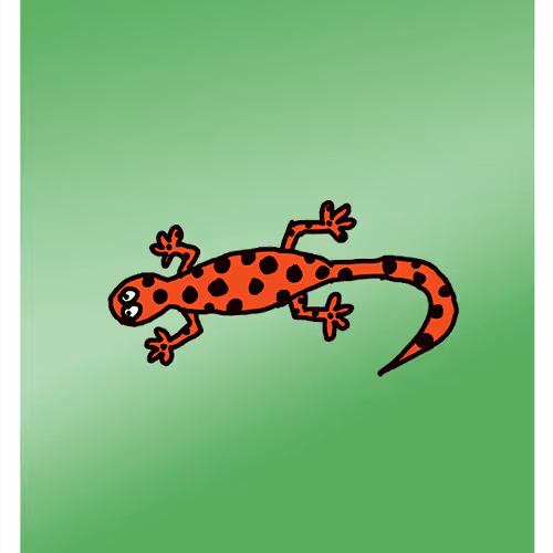 Sassy Salamander