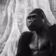 Bored Ape The Great