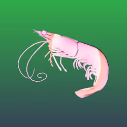 1556