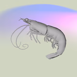 1557