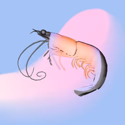 2153