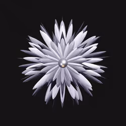 Geophylla #143
