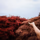 Infrared Oaxaca