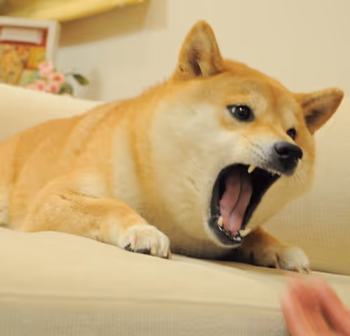 Angry Doge Print
