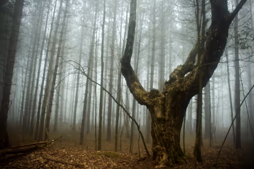 Item #130282927409525935925243790826835988841 Media