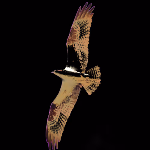 109988447344014418647006687788370796687