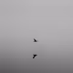 Modern Life in Black & White