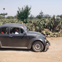 Cactus beetle