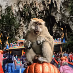 MACAQUE