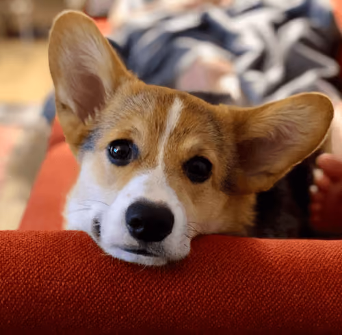 Puppers says hi 