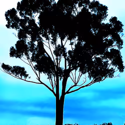 Solitary Tree