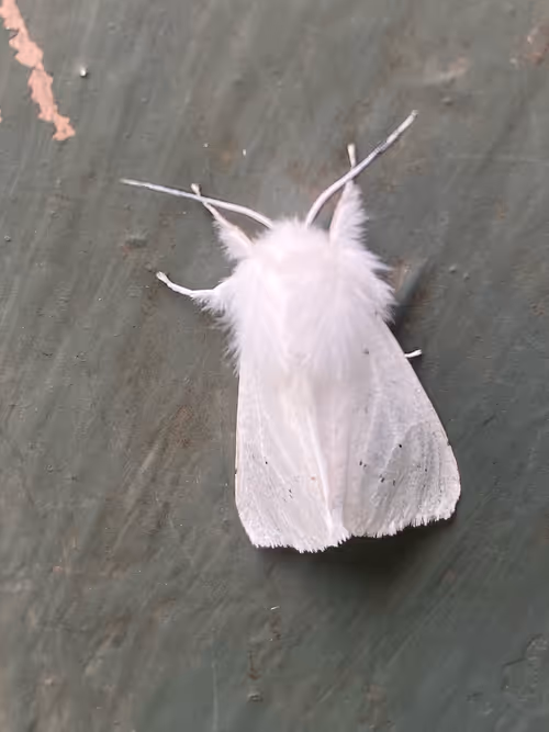 Item #1339547860702284782261568035992587374992560563482000000000000000003 Media