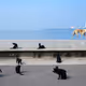 Black Cats V3