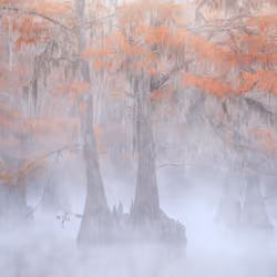 Cypress Swamp