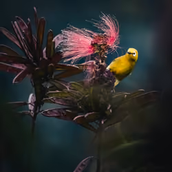Technicolor Jungle