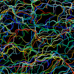 Lucid Paths #382