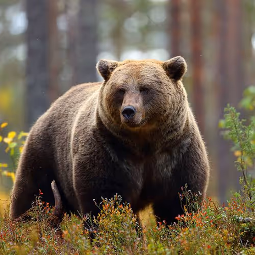 CryptoBear
