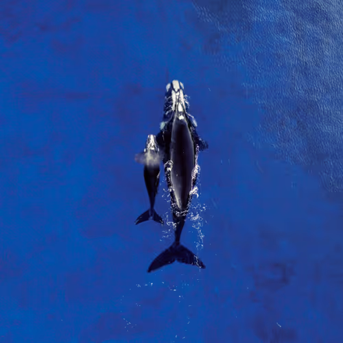 The Deep BLeU