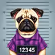 Violet "The Purple Reign" Pug
