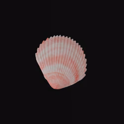 Shell from a trip to the beach #19/100