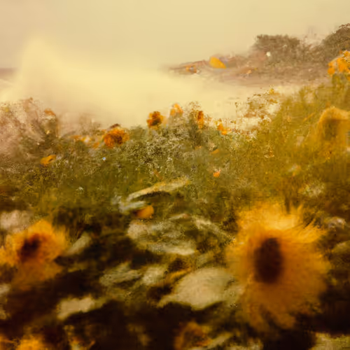 Tsunflower Chaos