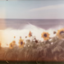 Tsunflower Chaos #250