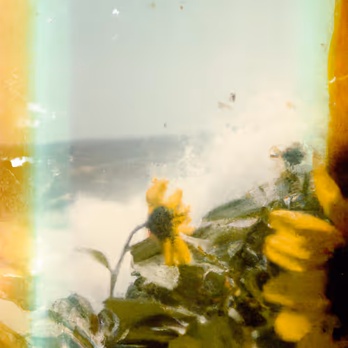 Tsunflower Chaos