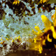 Tsunflower Chaos #113