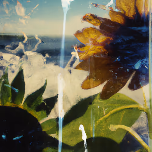 Tsunflower Chaos