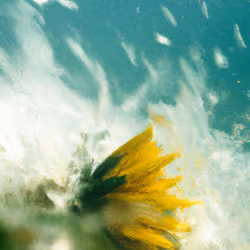 Tsunflower Chaos #237
