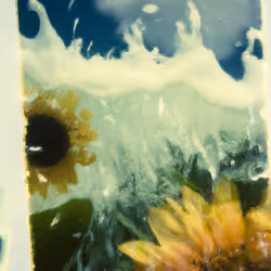 Tsunflower Chaos #280