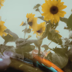 Tsunflower Chaos #33
