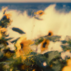 Tsunflower Chaos #235