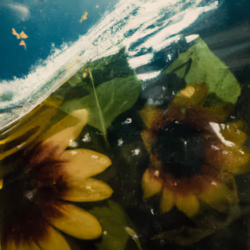 Tsunflower Chaos