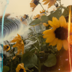 Tsunflower Chaos #279