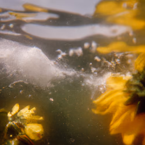 Tsunflower Chaos #205